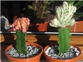Gymnocalycium  mihanovichii rubra, Euphorbia lactea  